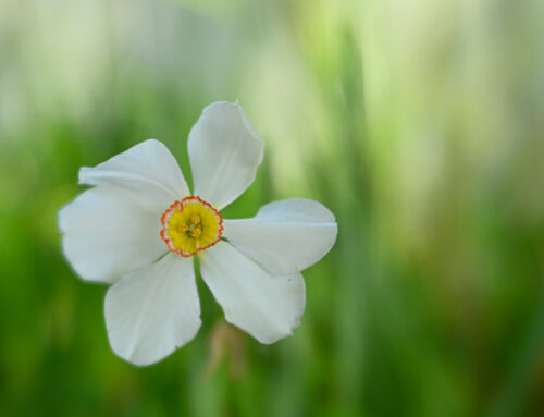 Prepping for Petals